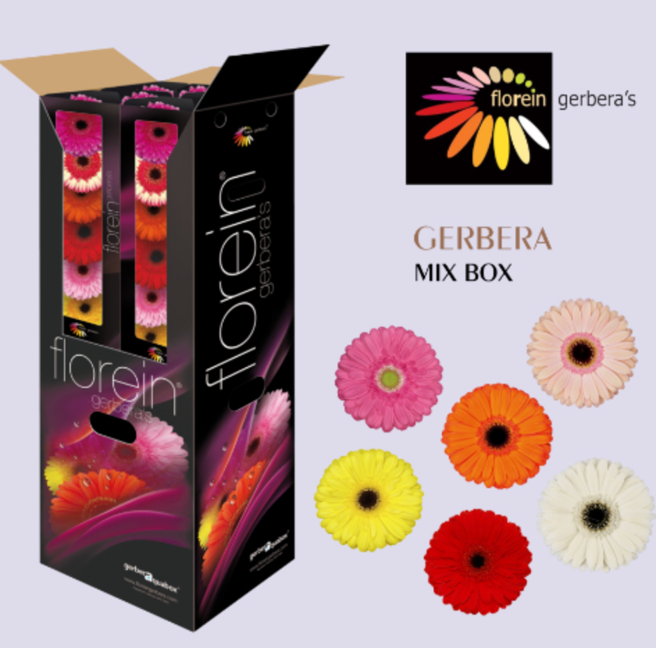 Ge Gr OP RIJ GEM 45 A1 Florein NL buy wholesale on M-Flowers