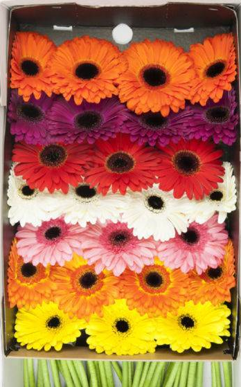 Ge Gr OP RIJ GEM 45 A1 Florein NL comprar al por mayor en M-Flowers