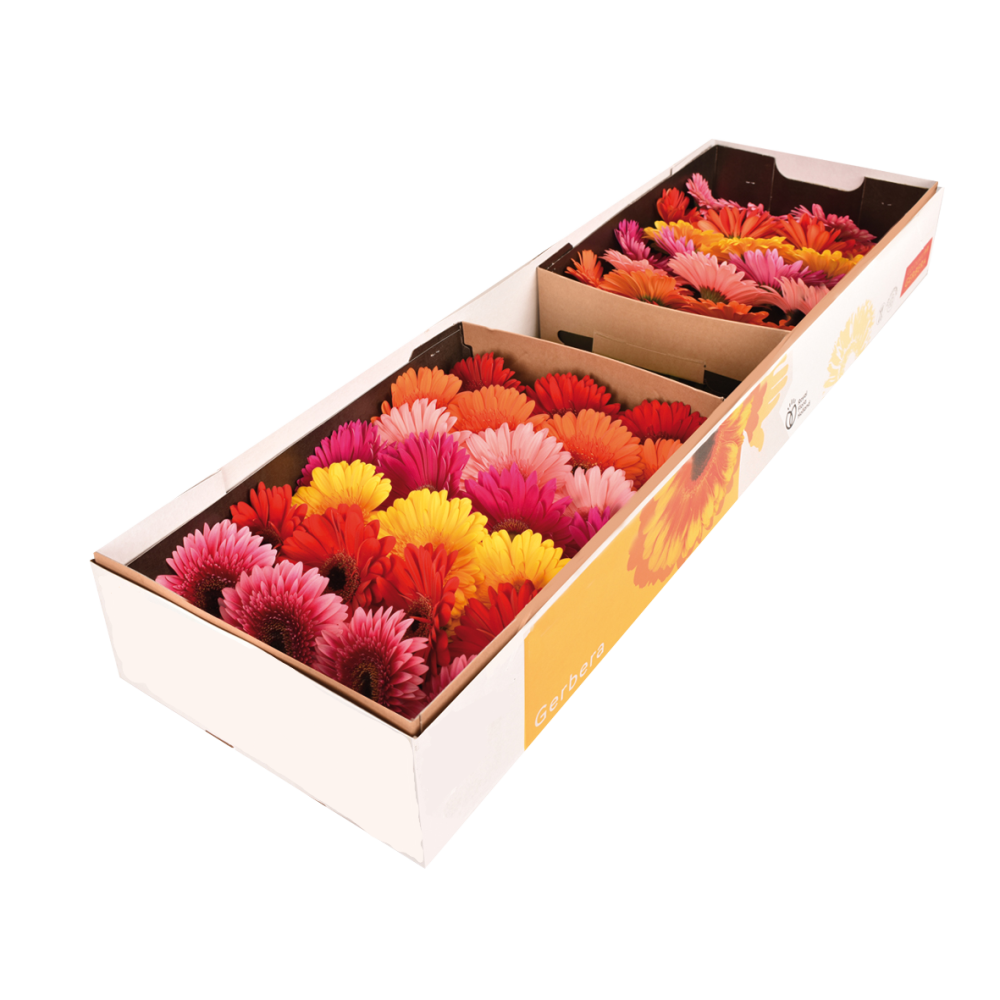Ge Gr OP RIJ GEM multicolor 45 A1 Ge Gr OP RIJ GEM 45 A1 Florein NL купить оптом на M-Flowers