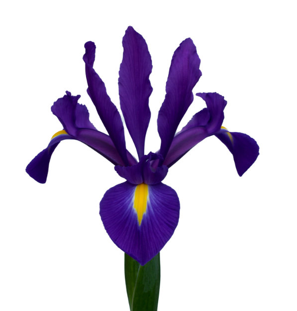 Iris Hong Kong multicolor 64 A1 Decorum Netherlands купить оптом на M-Flowers