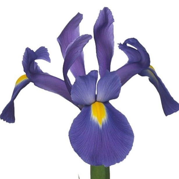 Iris Valentine multicolor 62 A1 Decorum Netherlands comprar al por mayor en M-Flowers