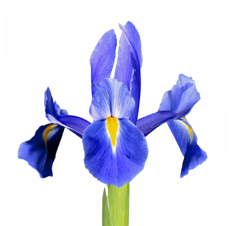 Iris Prof. Blaauw multicolor 60 A1 Decorum Netherlands buy wholesale on M-Flowers