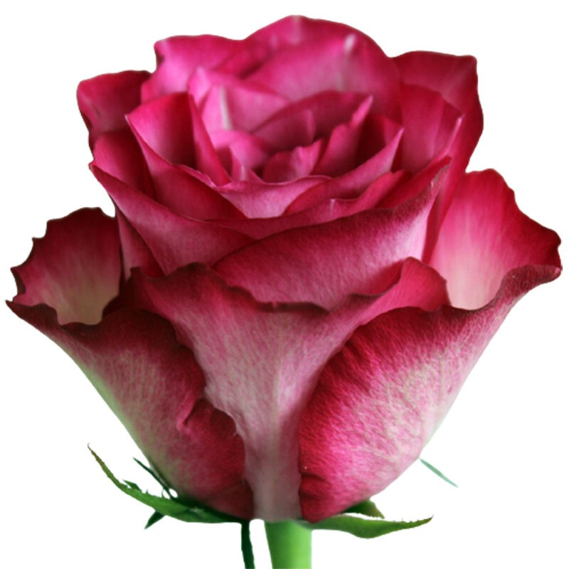 Rose PIXIE 40 A1 CREDIBLE BLOOMS LTD KE buy wholesale on M-Flowers