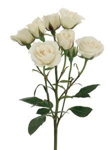 Spray roses Jalitah 50 A1 CREDIBLE BLOOMS LTD KE buy wholesale on M-Flowers