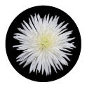 Standard Chrysanthemum Anastasia white 70 A1 Multiflora CO comprar al por mayor en M-Flowers