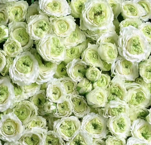 Garden Spray Rose Emerald Queen multicolor 40 A1 Sian Roses Kenya buy wholesale on M-Flowers