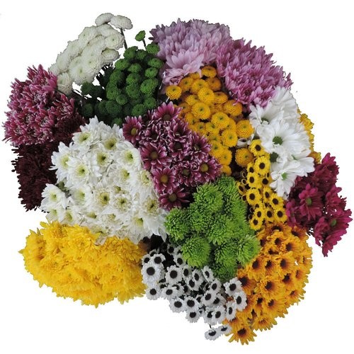 Spray Chrysanthemum Mix 55 A1 FRESH EXCHANGE FZCO KE buy wholesale on M-Flowers