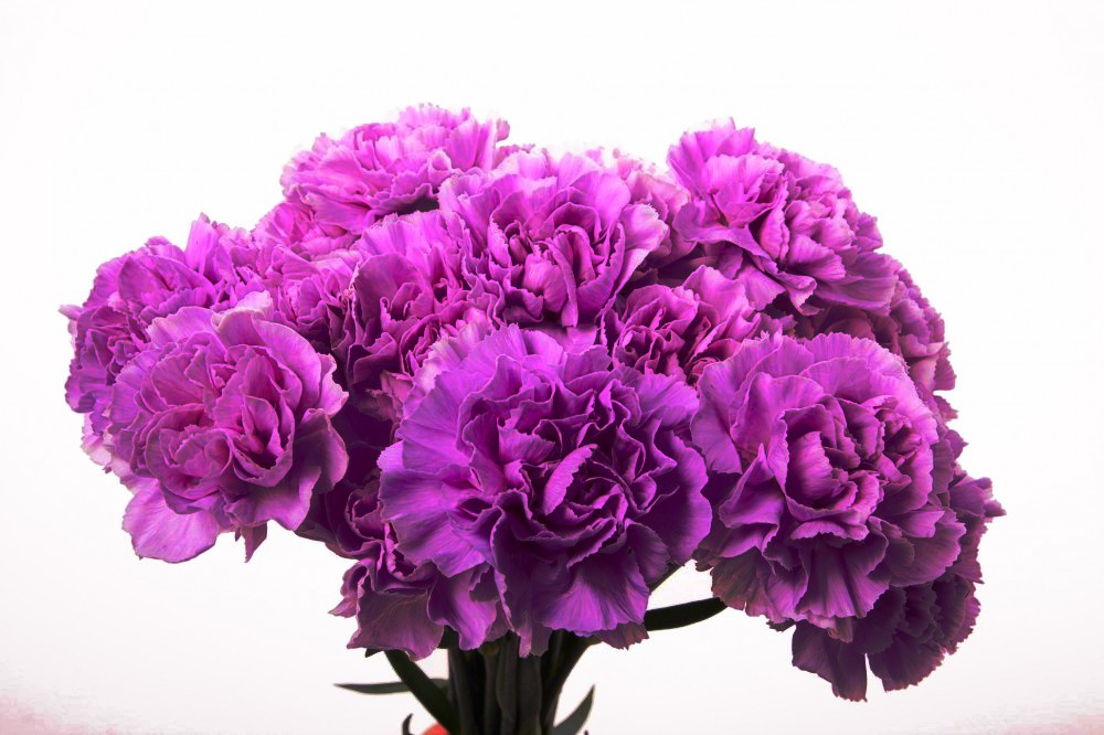 Carnation Lavander lilac-lavander 70 A1 FLORES SAN JUAN SA Colombia buy wholesale on M-Flowers