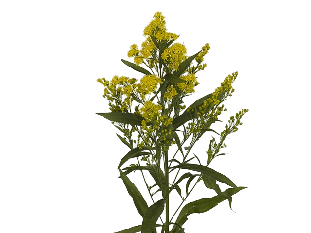 Solidago Minion yellow 60 A1 Shalimar Kenya buy wholesale on M-Flowers