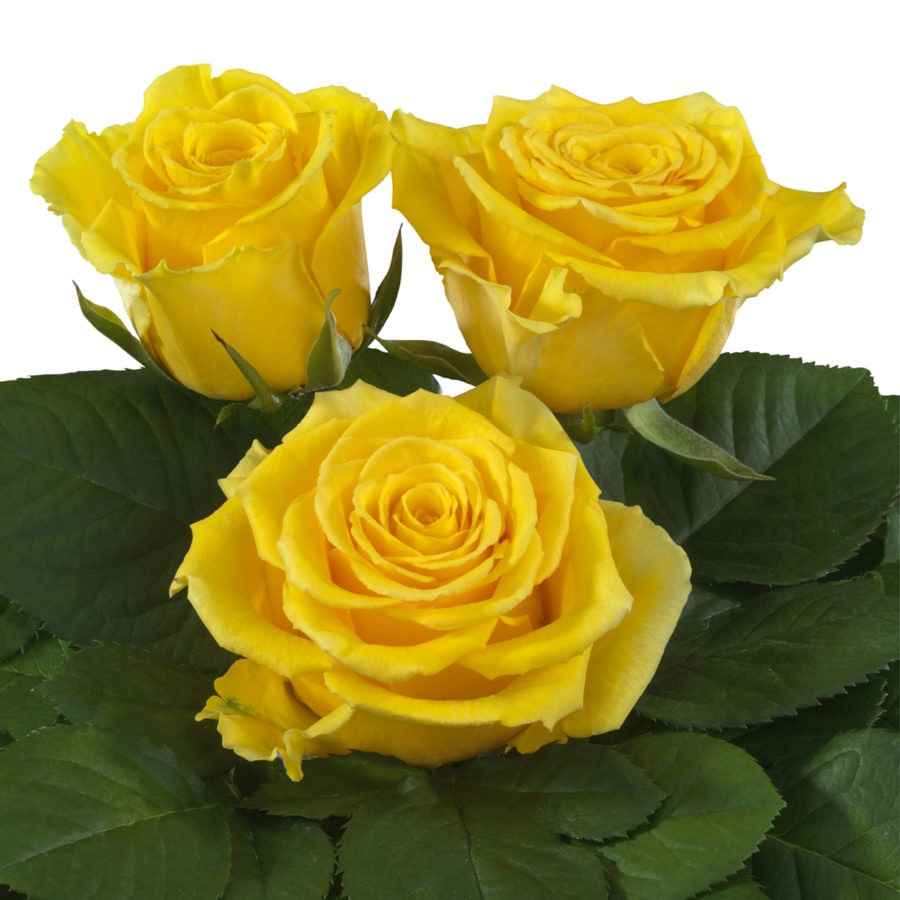 Rose Bahama yellow 50 A1 Heritage Flowers Kenya buy wholesale on M-Flowers