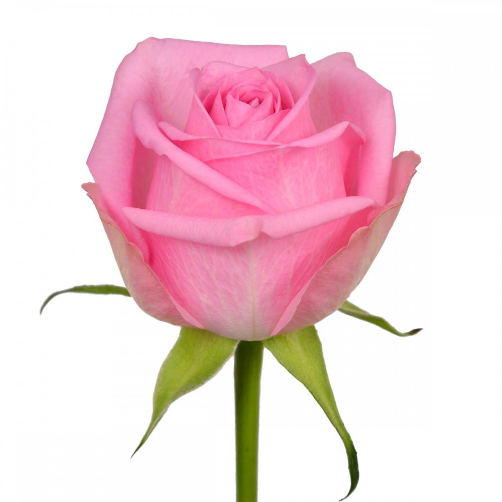 Rose Charlize pink 50 A1 Rose Charlize 50 A1 KAREN ROSES LTD KE buy wholesale on M-Flowers