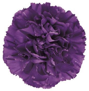 Carnation Moonshade 70 A1 Florigene CO купить оптом на M-Flowers