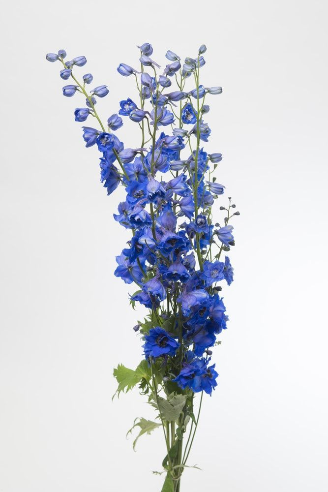 Delphinium Blue 70 A1 QUALIFERUS RU buy wholesale on M-Flowers