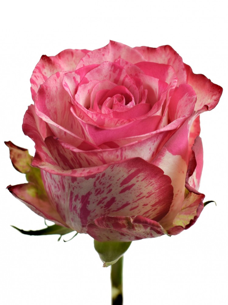 Rose magic time light-pink 50 A1 Edelmy Roses Ecuador buy wholesale on M-Flowers