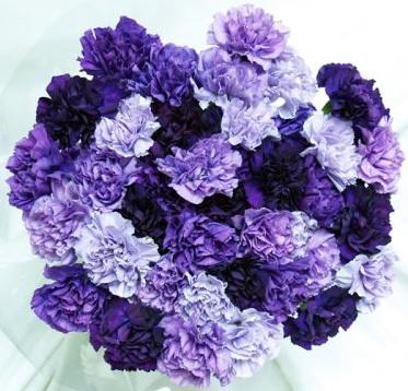 Carnation Mix Moon 70 A1 Florigene CO купить оптом на M-Flowers