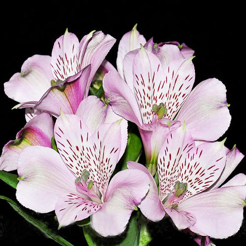 Alstroemeria Vanessa 60 A1 GOLDEN TULIP FARMS LIMITED KE купить оптом на M-Flowers