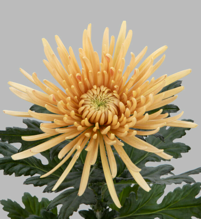 Chr G Cipria Salmon 70 A1 Decorum NL buy wholesale on M-Flowers