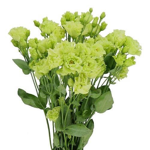 Eustoma Rosanne Emerald green 72 A1 Lugt Netherlands купить оптом на M-Flowers