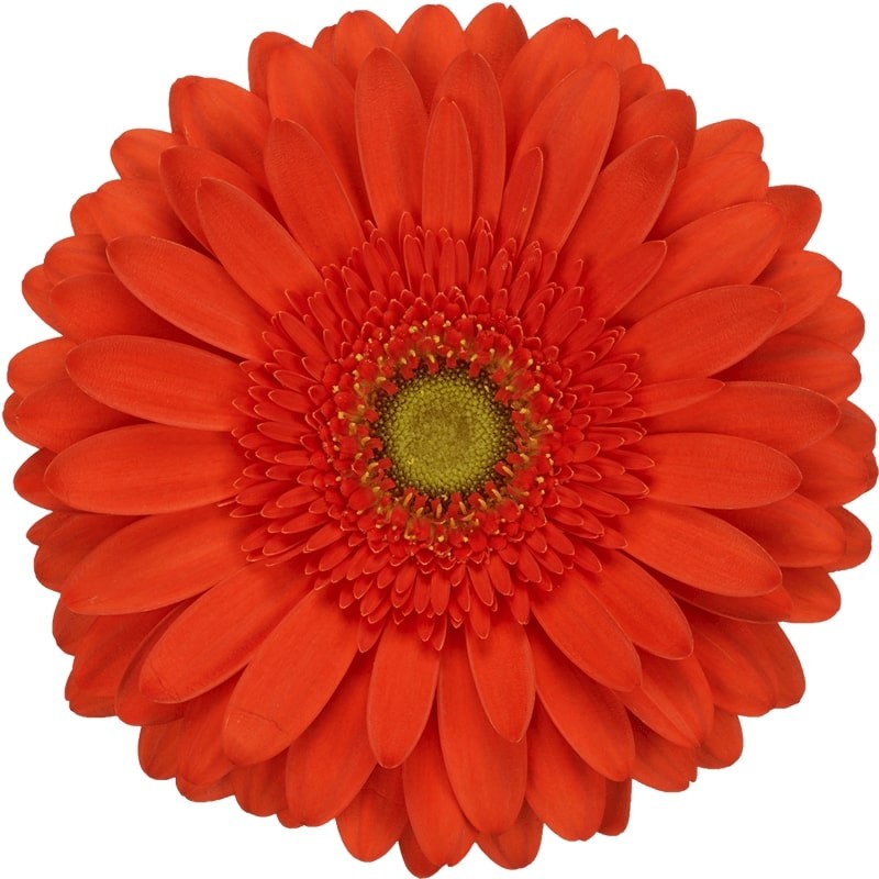 Ge Gr Atlanta orange 45 A1 Decorum Netherlands comprar al por mayor en M-Flowers