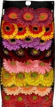 Ge Mi GEM Germini gemengd 45 A1 Florein NL buy wholesale on M-Flowers