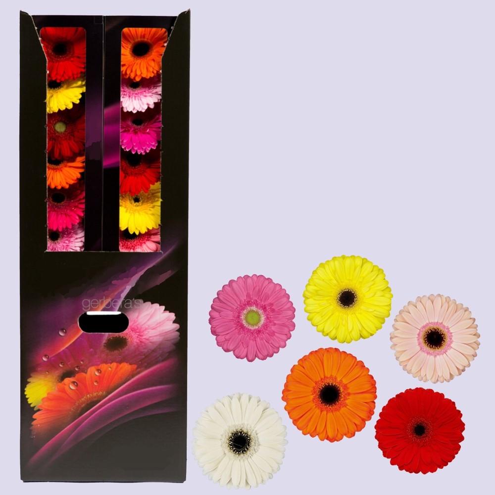 Ge Mi GEM Germini gemengd 45 A1 Florein NL comprar al por mayor en M-Flowers