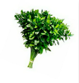 Ruscus Ruscus green 60 A1 GOLDEN TULIP FARMS LTD Kenya buy wholesale on M-Flowers