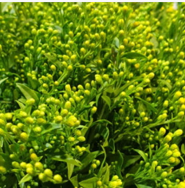 Solidago Solidago Glory multicolor 80 A1 Avrora Flowers LTD Israel buy wholesale on M-Flowers