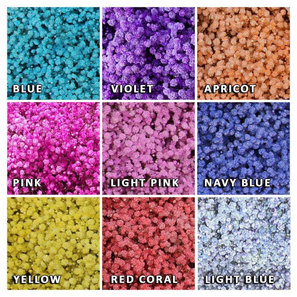 Gypsophila Gypso Paint Rainbow (mix in bunch 5 colour) multicolor 80 A1 Avrora Flowers LTD Israel buy wholesale on M-Flowers
