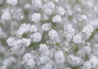 Gypsophila Gypso Cosmic white 80 A1 Avrora Flowers LTD Israel buy wholesale on M-Flowers