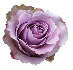 Rose Grey Knights 50 A1 Cantiza EC buy wholesale on M-Flowers