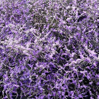 Limonium Limonium Beltlard lilac-lavander 70 A1 Avrora Flowers LTD Israel buy wholesale on M-Flowers