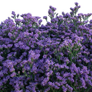 Limonium Limonium Maine Blue lilac-lavander 70 A1 Avrora Flowers LTD Israel buy wholesale on M-Flowers