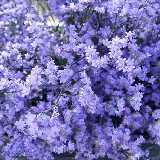 Limonium Limonium Safora blue 80 A1 Avrora Flowers LTD Israel buy wholesale on M-Flowers