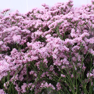 Limonium Limonium Silverpink 60 A1 Avrora Flowers LTD IL buy wholesale on M-Flowers