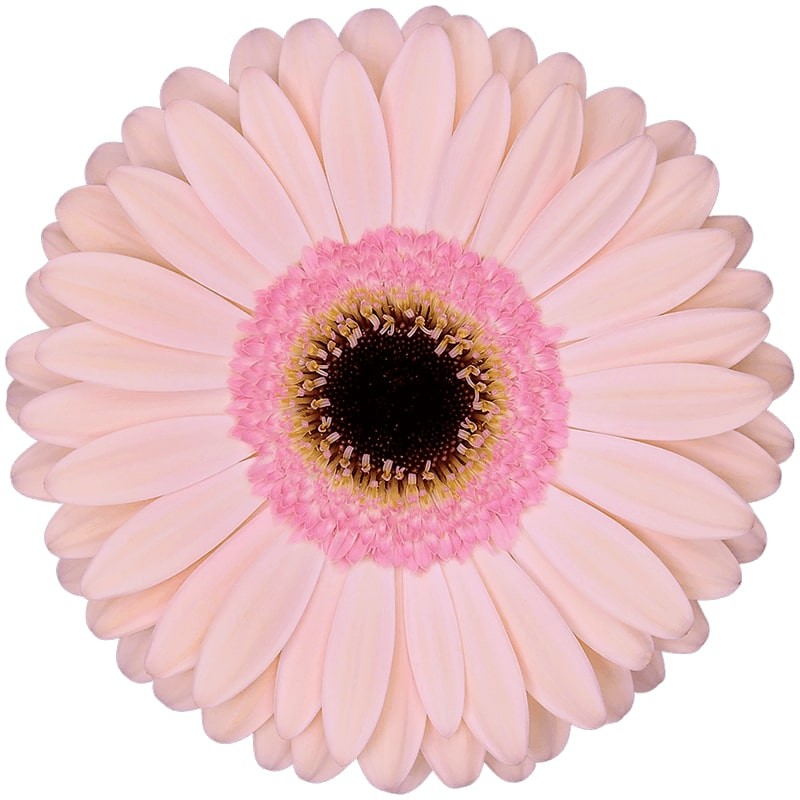 Ge Gr Alliance light-pink 45 A1 Decorum Netherlands купить оптом на M-Flowers