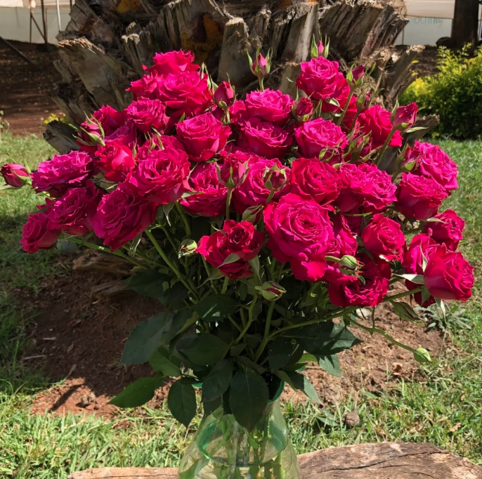 Spray roses Paseo dark-pink 40 A1 Spray roses Paseo 40 A1 RED LANDS ROSES LTD KE comprar al por mayor en M-Flowers