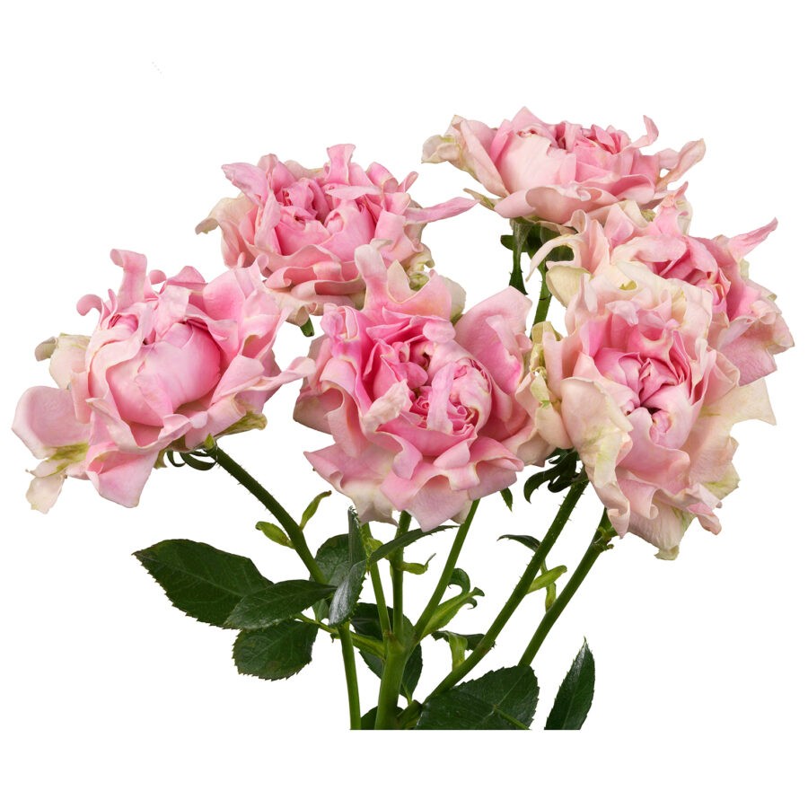 Spray roses Chakra pink 50 A1 Tambuzi Limited Kenya buy wholesale on M-Flowers