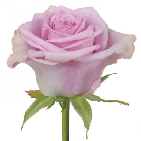 Rose Nightingale 40 A1 SIAN ROSES KE buy wholesale on M-Flowers