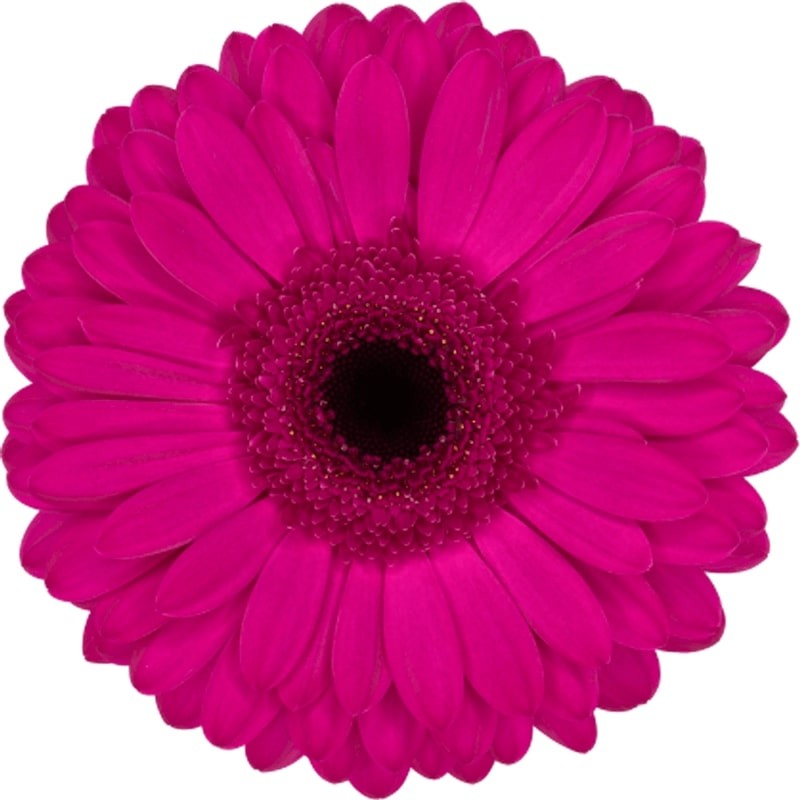 Ge Gr Bon dia 45 A1 Florein NL buy wholesale on M-Flowers