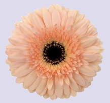 Ge Gr Cafe del mar cream 45 A1 Ge Gr Cafe del mar 45 A1 Decorum NL buy wholesale on M-Flowers