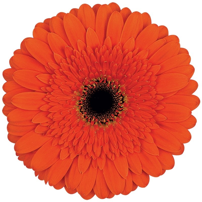 Ge Gr Candela 45 A1 Florein NL buy wholesale on M-Flowers