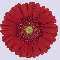 Ge Gr Carambole red 45 A1 Decorum Netherlands comprar al por mayor en M-Flowers