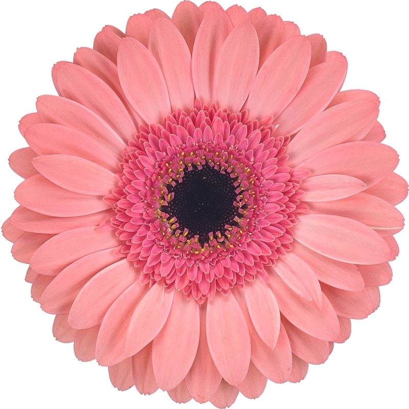 Ge Gr Debut 45 A1 Florein NL buy wholesale on M-Flowers