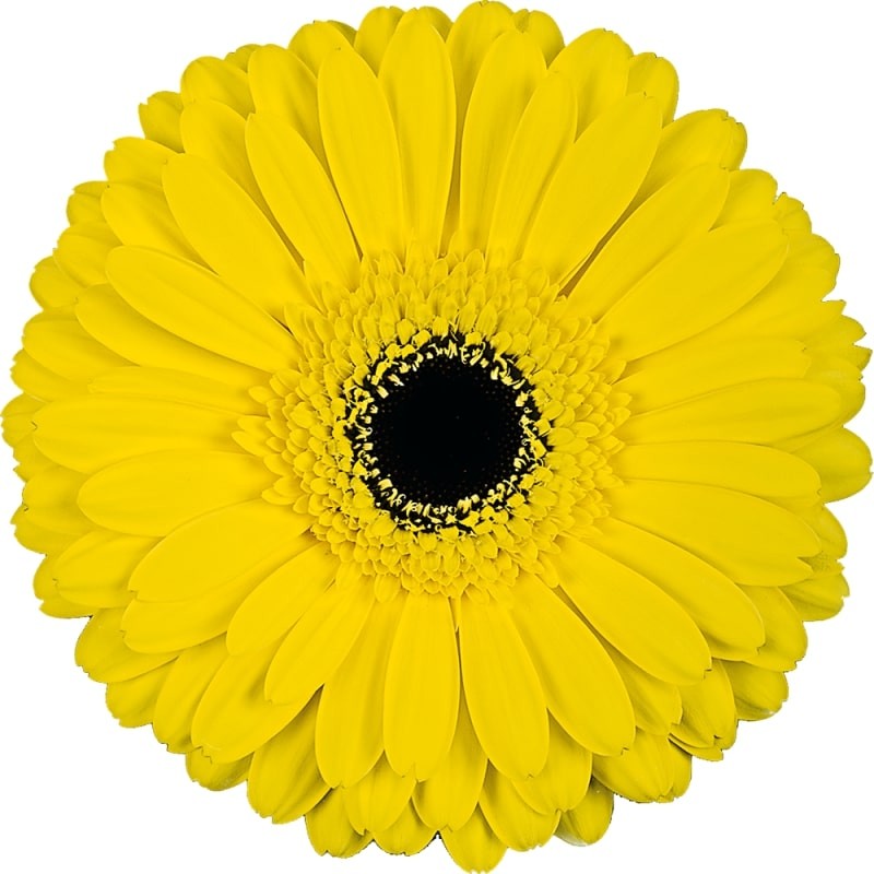 Ge Gr Don leo yellow 45 A1 Florein Netherlands buy wholesale on M-Flowers