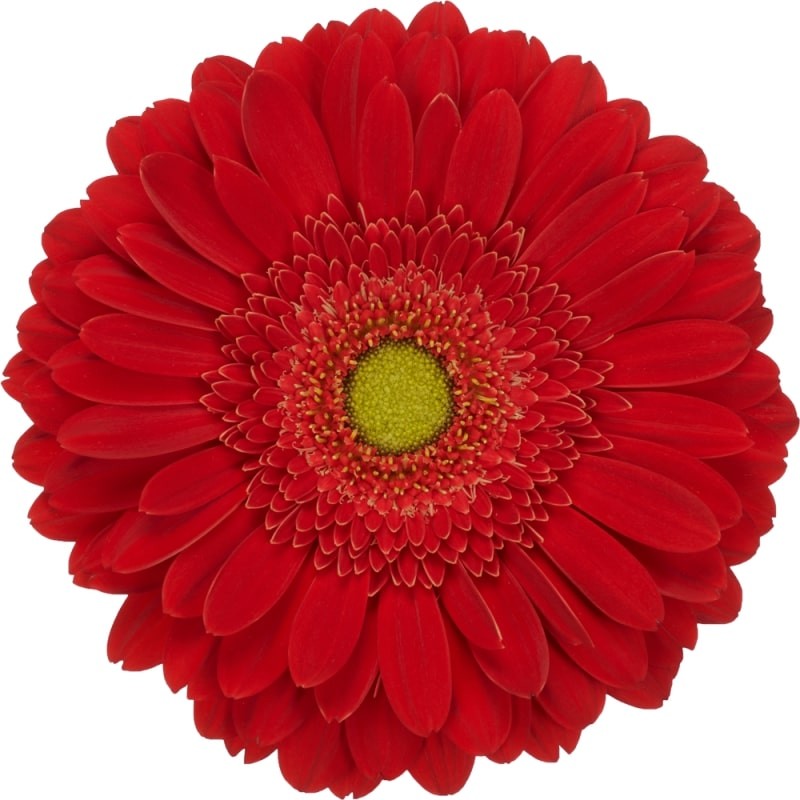 Ge Gr El mundo 45 A1 Florein NL купить оптом на M-Flowers