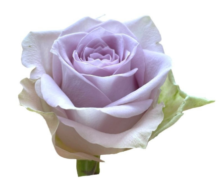 Rose Morning Dew 40 A1 CREDIBLE BLOOMS LTD KE comprar al por mayor en M-Flowers