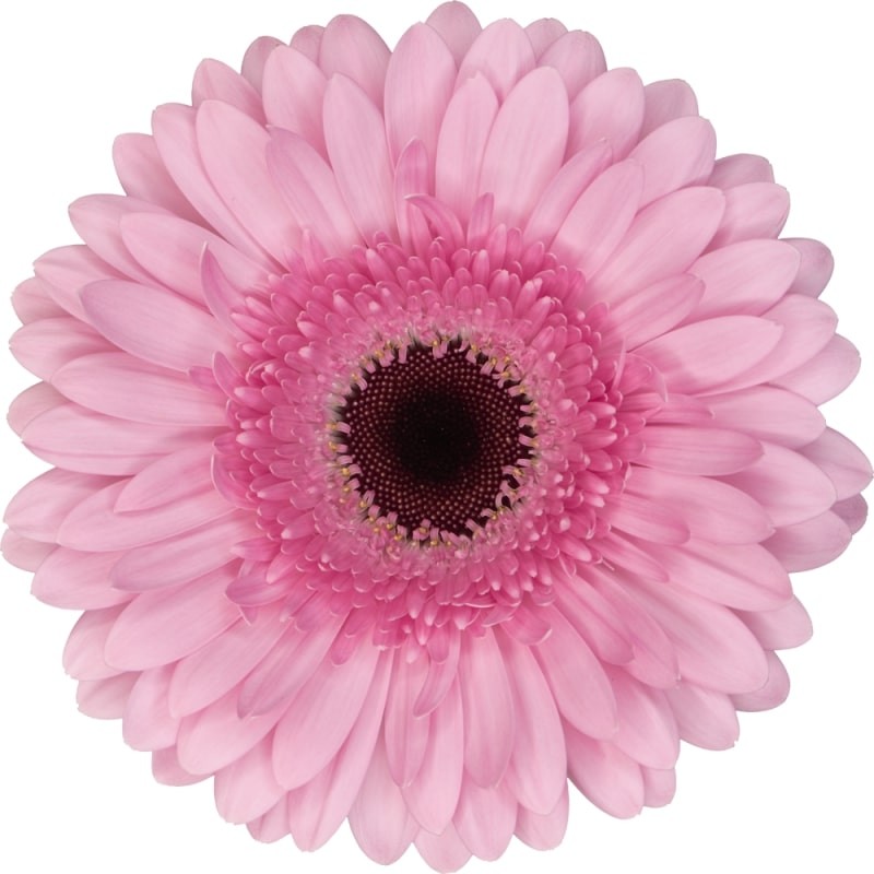 Ge Gr Pre Semmy light-pink 45 A1 Florein Netherlands buy wholesale on M-Flowers