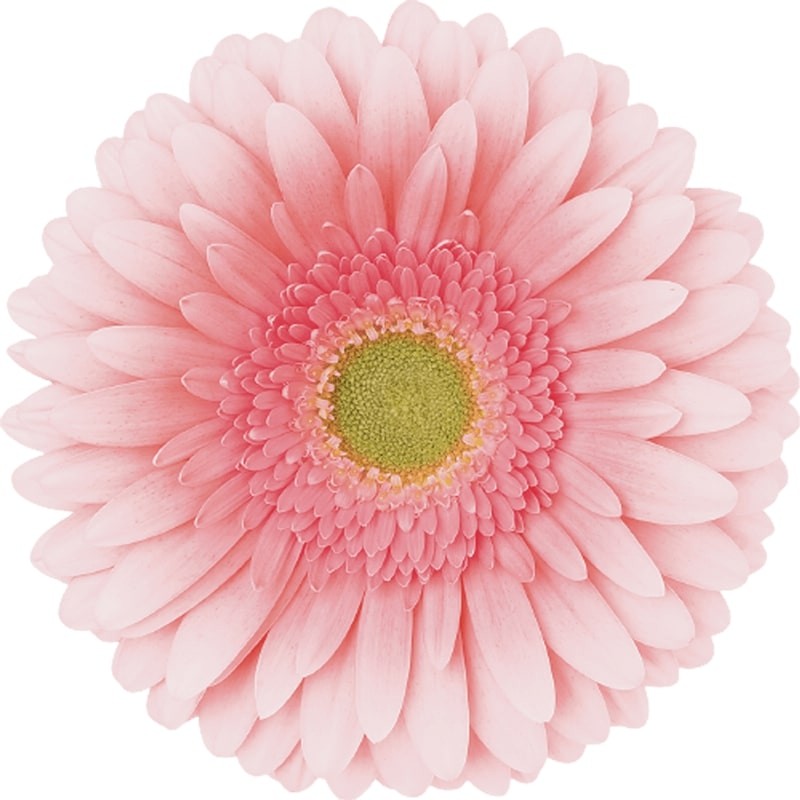 Ge Gr Romella light-pink 45 A1 Florein Netherlands buy wholesale on M-Flowers