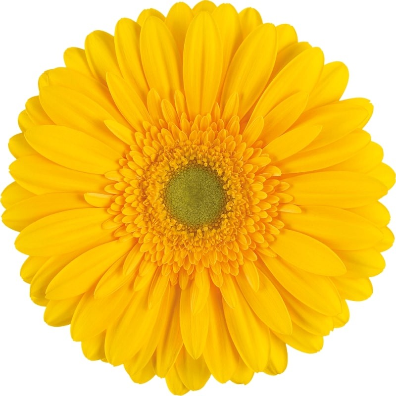 Ge Gr Submarine yellow 45 A1 Florein Netherlands buy wholesale on M-Flowers