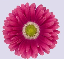 Ge Gr Unique pink 45 A1 Decorum Netherlands buy wholesale on M-Flowers